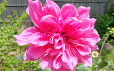 DahliaSearch for Newcomers: How to Take Dahlia Photos That Look Stunning