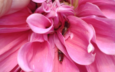 How to Protect Dahlias from Earwigs