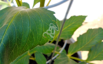 How to Protect Dahlias from Leaf Miners