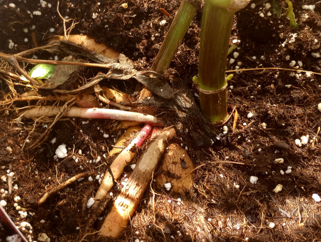 Photo shows exposed dahlia tubers under a dahlia plant.
