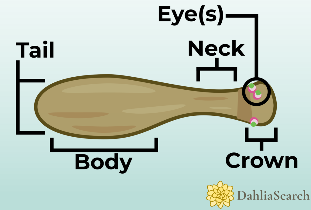 Diagram of parts of a tuber.
